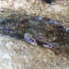Unidentified Crab at Jervis Bay, JBT - 27 Jan 2022 by Dollie