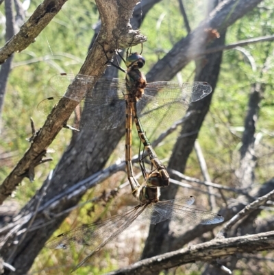 Hemicordulia australiae (Australian Emerald) at Jervis Bay, JBT - 27 Jan 2022 by Dollie