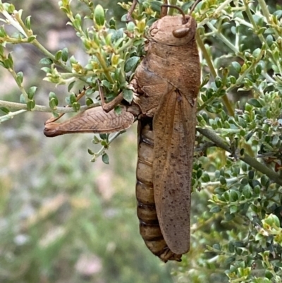 Goniaea australasiae (Gumleaf grasshopper) at Kybeyan State Conservation Area - 28 Jan 2022 by SteveBorkowskis