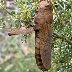 Goniaea australasiae at Numeralla, NSW - 28 Jan 2022