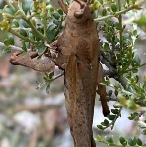 Goniaea australasiae at Numeralla, NSW - 28 Jan 2022