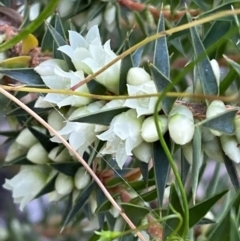 Melichrus urceolatus at Numeralla, NSW - 28 Jan 2022