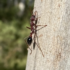 Myrmecia sp. (genus) (Bull ant or Jack Jumper) at Numeralla, NSW - 28 Jan 2022 by SteveBorkowskis