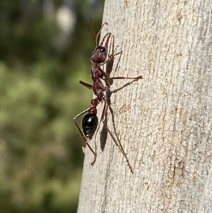 Myrmecia simillima at Numeralla, NSW - 28 Jan 2022