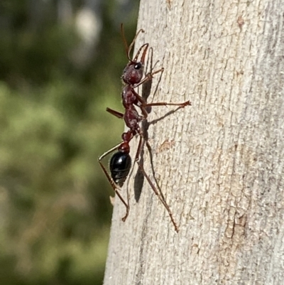 Myrmecia sp. (genus) (Bull ant or Jack Jumper) at Numeralla, NSW - 28 Jan 2022 by Steve_Bok