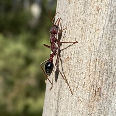 Myrmecia sp. (genus) (Bull ant or Jack Jumper) at Numeralla, NSW - 28 Jan 2022 by SteveBorkowskis