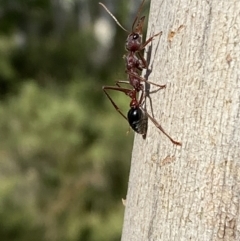 Myrmecia simillima at Numeralla, NSW - 28 Jan 2022 05:46 PM