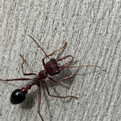 Myrmecia simillima at Numeralla, NSW - 28 Jan 2022