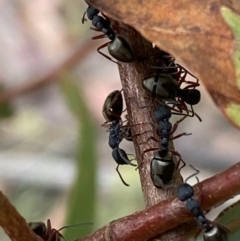 Dolichoderus scabridus (Dolly ant) at Kybeyan State Conservation Area - 28 Jan 2022 by SteveBorkowskis