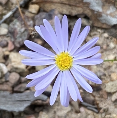 Brachyscome rigidula (Hairy Cut-leaf Daisy) at Kybeyan State Conservation Area - 28 Jan 2022 by SteveBorkowskis