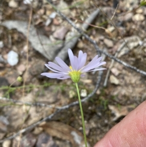 Brachyscome rigidula at Numeralla, NSW - 28 Jan 2022