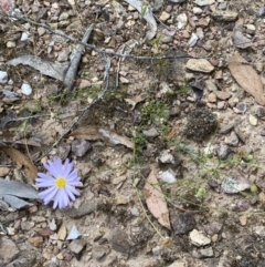 Brachyscome rigidula at Numeralla, NSW - 28 Jan 2022