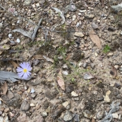 Brachyscome rigidula at Numeralla, NSW - 28 Jan 2022