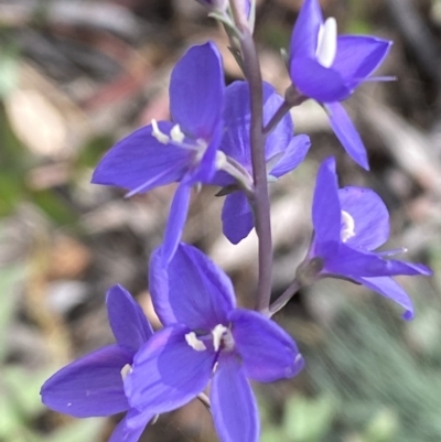 Veronica perfoliata (Digger's Speedwell) at Numeralla, NSW - 28 Jan 2022 by SteveBorkowskis