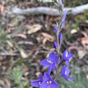 Veronica perfoliata at Numeralla, NSW - 28 Jan 2022