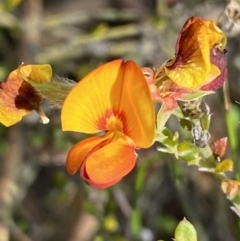 Mirbelia oxylobioides (Mountain Mirbelia) at Kybeyan State Conservation Area - 28 Jan 2022 by SteveBorkowskis
