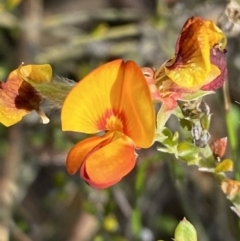 Mirbelia oxylobioides (Mountain Mirbelia) at Kybeyan State Conservation Area - 28 Jan 2022 by Steve_Bok