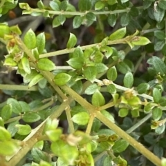 Mirbelia oxylobioides at Numeralla, NSW - 28 Jan 2022