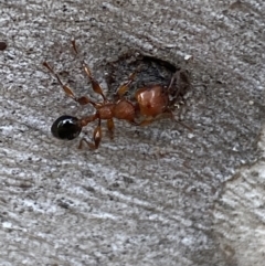 Podomyrma gratiosa (Muscleman tree ant) at Kybeyan State Conservation Area - 28 Jan 2022 by SteveBorkowskis