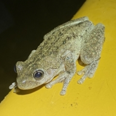 Litoria peronii (Peron's Tree Frog, Emerald Spotted Tree Frog) at Numeralla, NSW - 28 Jan 2022 by Steve_Bok