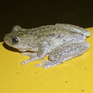 Litoria peronii at Numeralla, NSW - 28 Jan 2022