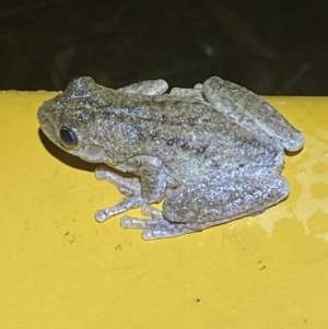 Litoria peronii at Numeralla, NSW - 28 Jan 2022