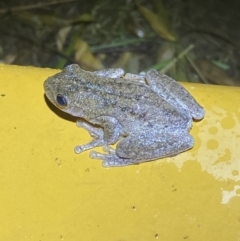 Litoria peronii at Numeralla, NSW - 28 Jan 2022