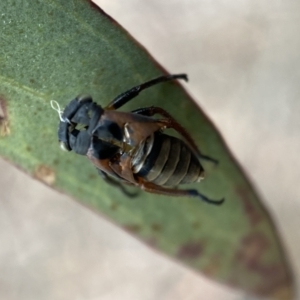 Eurymeloides sp. (genus) at Kybeyan State Conservation Area - 28 Jan 2022 05:42 PM