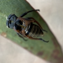 Eurymeloides sp. (genus) at Kybeyan State Conservation Area - 28 Jan 2022 05:42 PM