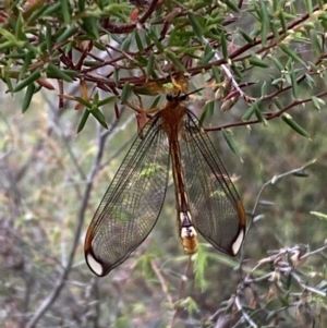 Nymphes myrmeleonoides at Numeralla, NSW - 28 Jan 2022