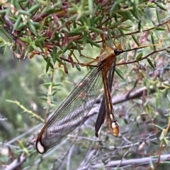 Nymphes myrmeleonoides at Numeralla, NSW - 28 Jan 2022