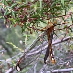 Nymphes myrmeleonoides at Numeralla, NSW - 28 Jan 2022