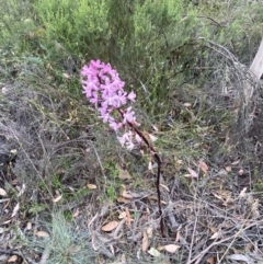 Dipodium roseum at Numeralla, NSW - 28 Jan 2022