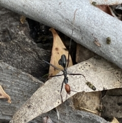 Leptomyrmex erythrocephalus (Spider ant) at Kybeyan State Conservation Area - 28 Jan 2022 by SteveBorkowskis