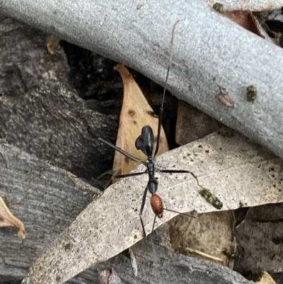 Leptomyrmex erythrocephalus (Spider ant) at Kybeyan State Conservation Area - 28 Jan 2022 by SteveBorkowskis