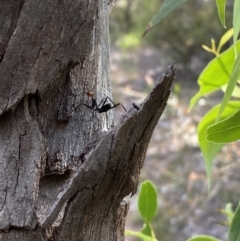 Leptomyrmex erythrocephalus at Numeralla, NSW - 28 Jan 2022