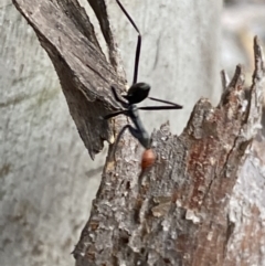 Leptomyrmex erythrocephalus at Numeralla, NSW - 28 Jan 2022