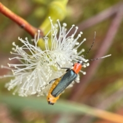 Chauliognathus tricolor (Tricolor soldier beetle) at Molonglo Valley, ACT - 26 Jan 2022 by PeterA