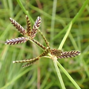 Cyperus sanguinolentus at Cook, ACT - 18 Jan 2022 06:55 AM