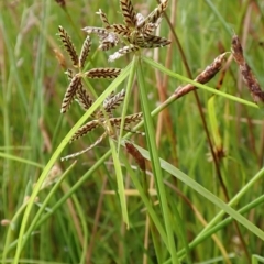 Cyperus sanguinolentus at Cook, ACT - 18 Jan 2022 06:55 AM