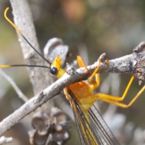 Nymphes myrmeleonoides at Paddys River, ACT - 28 Jan 2022 04:10 PM