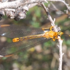 Nymphes myrmeleonoides at Paddys River, ACT - 28 Jan 2022 04:10 PM