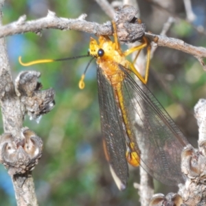 Nymphes myrmeleonoides at Paddys River, ACT - 28 Jan 2022 04:10 PM