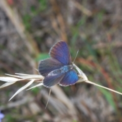 Erina acasta at Paddys River, ACT - 28 Jan 2022