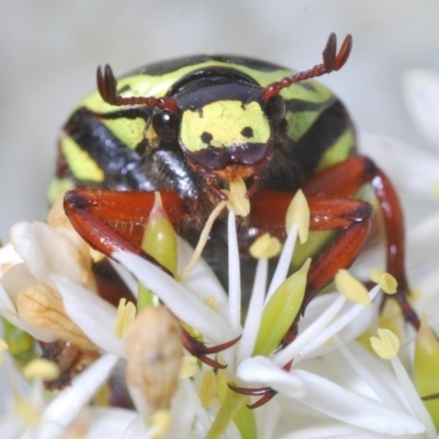 Eupoecila australasiae (Fiddler Beetle) at Kambah, ACT - 27 Jan 2022 by Harrisi