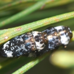 Hypocisseis suturalis (Cherry Ballart Jewel Beetle) at Kambah, ACT - 28 Jan 2022 by Harrisi