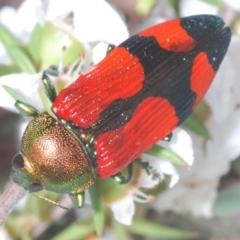 Castiarina deyrollei (A jewel beetle) at Paddys River, ACT - 28 Jan 2022 by Harrisi