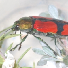 Castiarina deyrollei at Paddys River, ACT - 28 Jan 2022