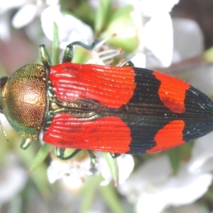 Castiarina deyrollei at Paddys River, ACT - 28 Jan 2022