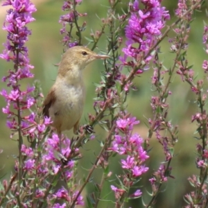 Acrocephalus australis at Fyshwick, ACT - 28 Jan 2022